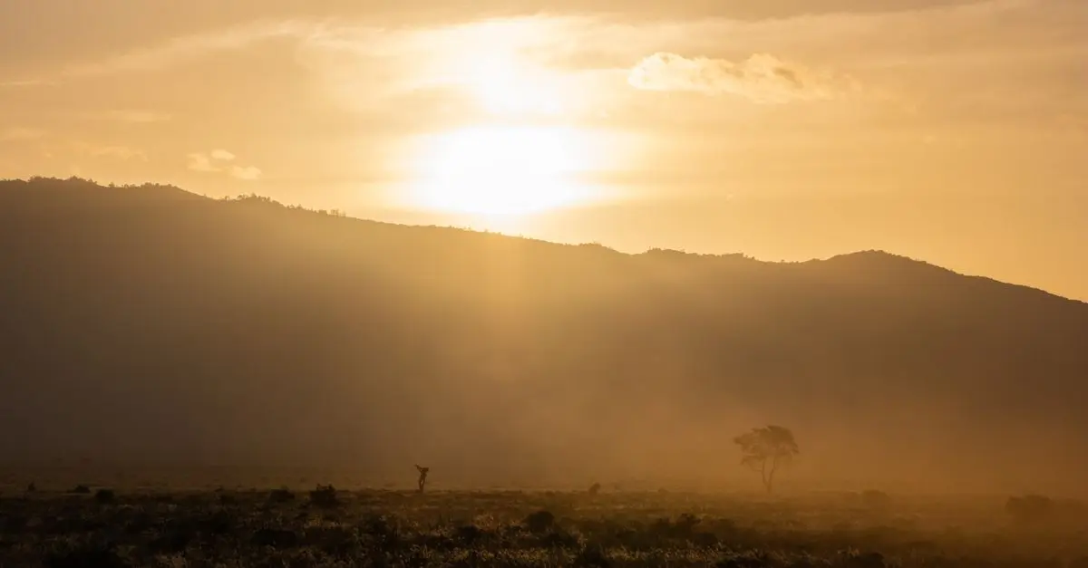Guide pratique pour organiser un safari en Afrique