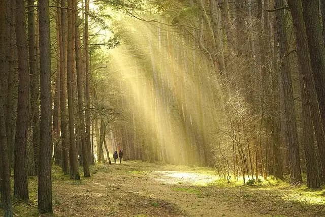 10 Activités Écoresponsables à Découvrir lors de Vos Voyages