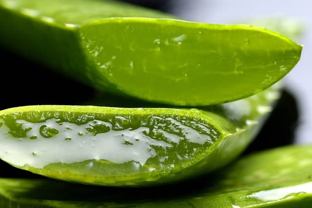10 Plantes Indispensables à Emporter en Voyage