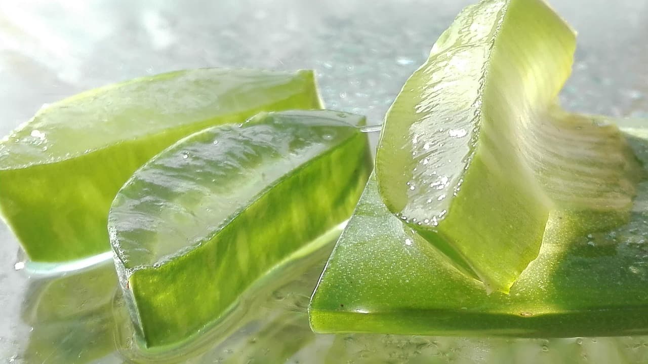 10 Plantes Indispensables à Emporter en Voyage